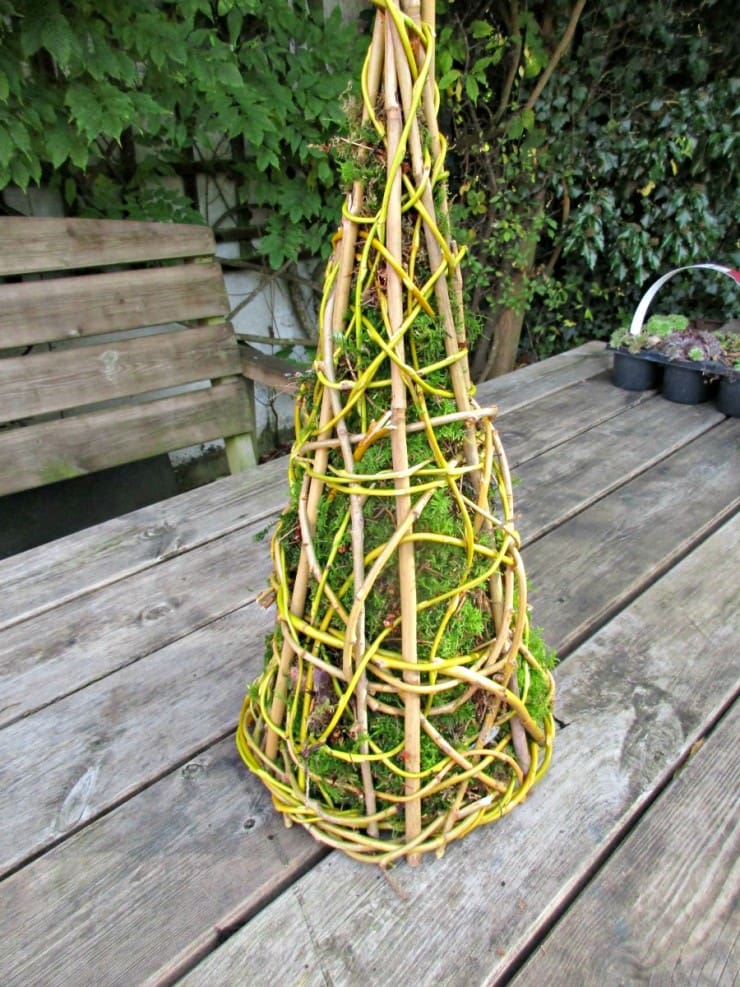 succulent-willow-christmas-tree-ready-to-plant-740x987