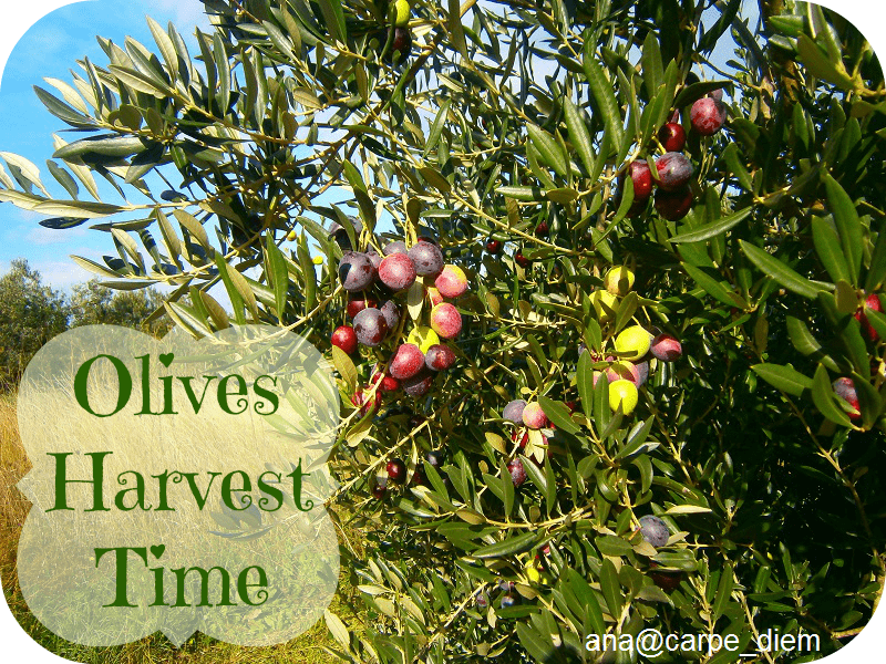 olives-harvest-time