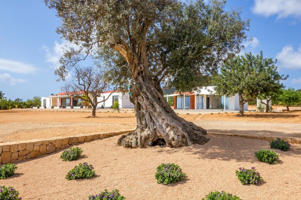 Modern property with sea views which has a bright and airy look · Old olive tree · Via www.sweethings.net